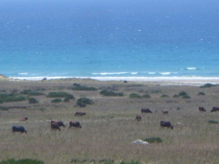 Stierzucht für d. Stierkampf